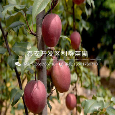 八月酥梨苗新品種介紹、價格及基地供應(yīng)，兼談禮品花卉銷售