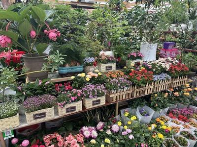 春風(fēng)有信花為禮，婦女節(jié)鮮花銷(xiāo)售持續(xù)升溫