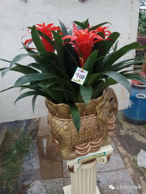 中秋佳節(jié)送好禮，鳳梨花卉寄相思
