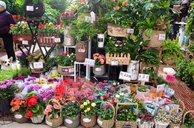 2019鄭州賞花日歷 全年花事盛典與禮品花卉選購(gòu)指南